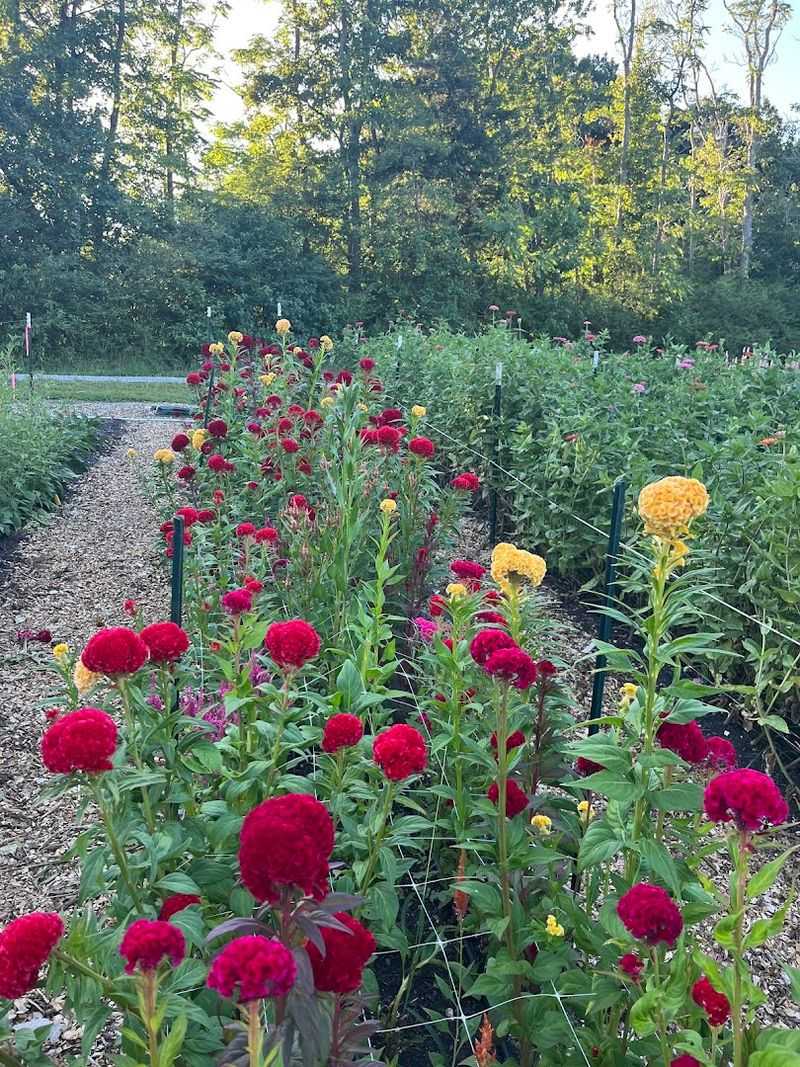 Montpelier Flower Farm, Montpelier, VA
