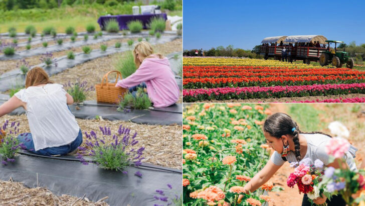 15 Virginia Flower Farms That Showcase The State’s Natural Beauty At Its Finest