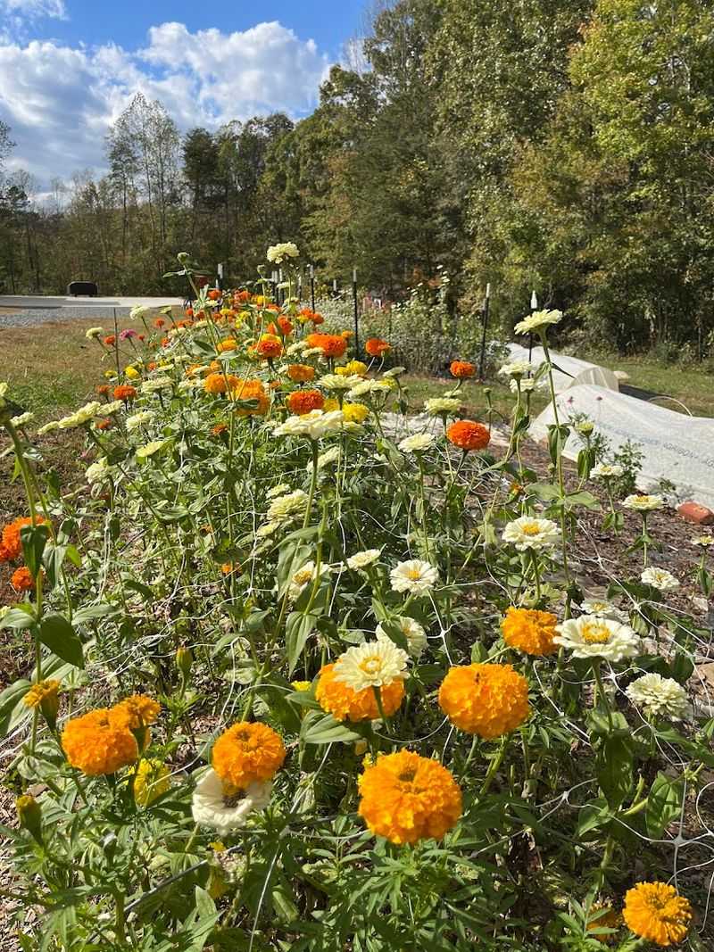 Poplar Creek Flower Farm