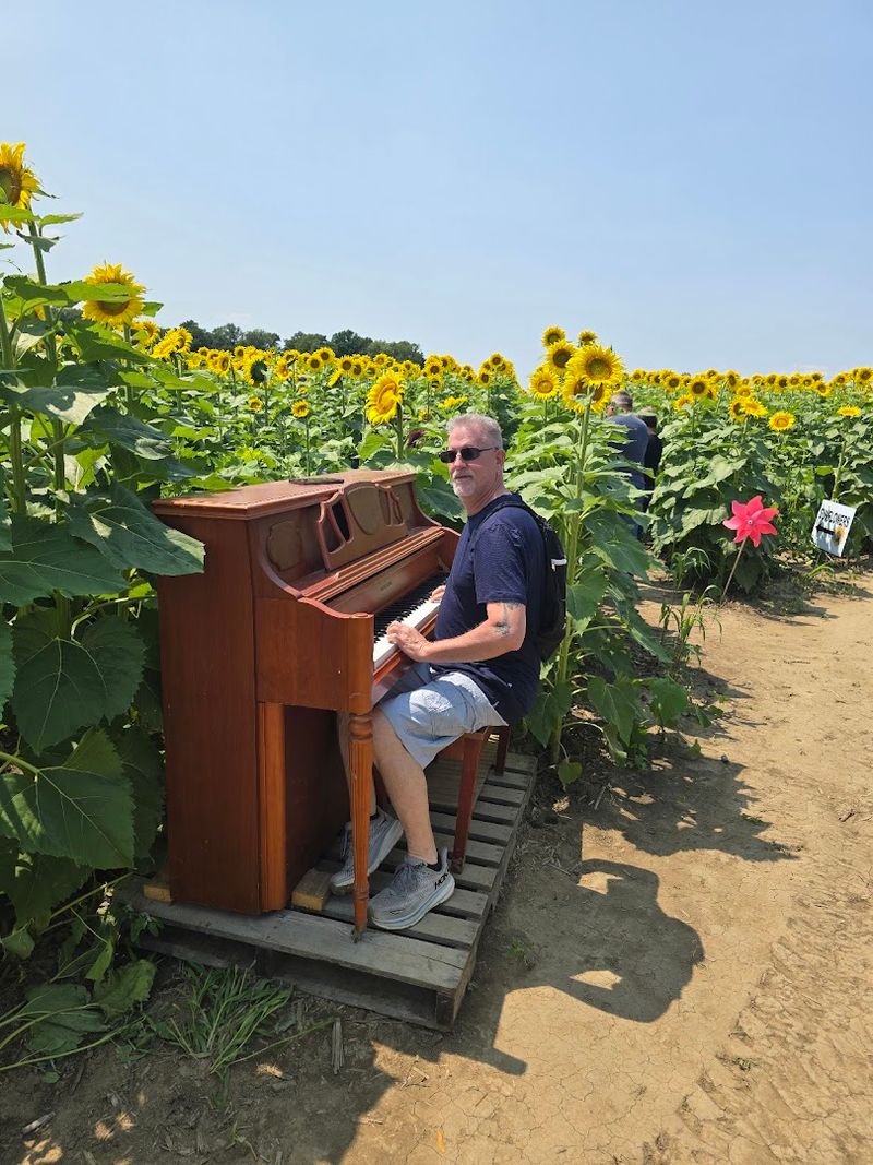 Piano Keys Among the Petals