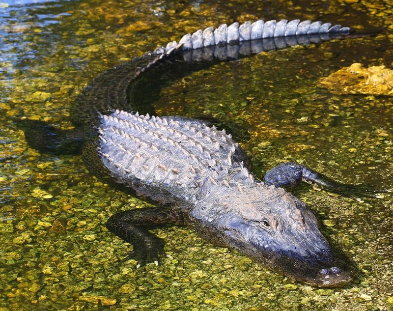 Alligators Cruise By at Eye Level