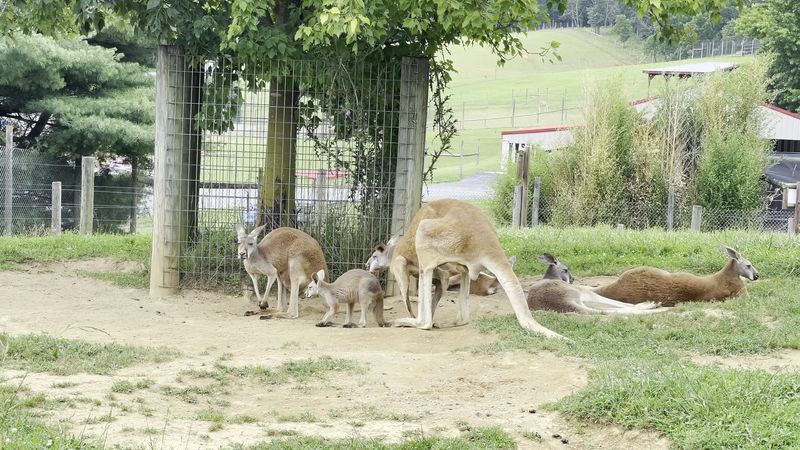 Meeting animals from all over the world