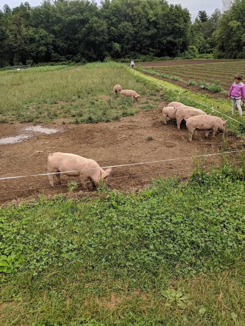 Brookfield Farm