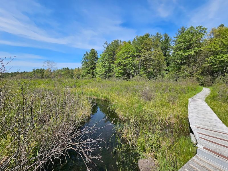 Black Moshannon State Park Trails 