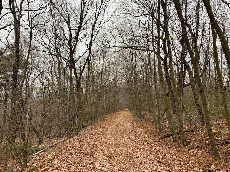 Rothrock State Forest