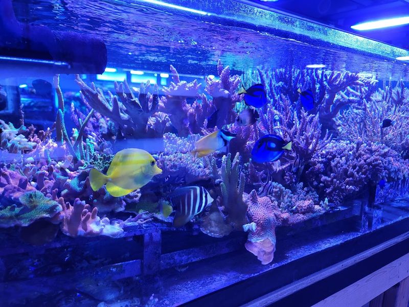 Reef Systems Coral Farm