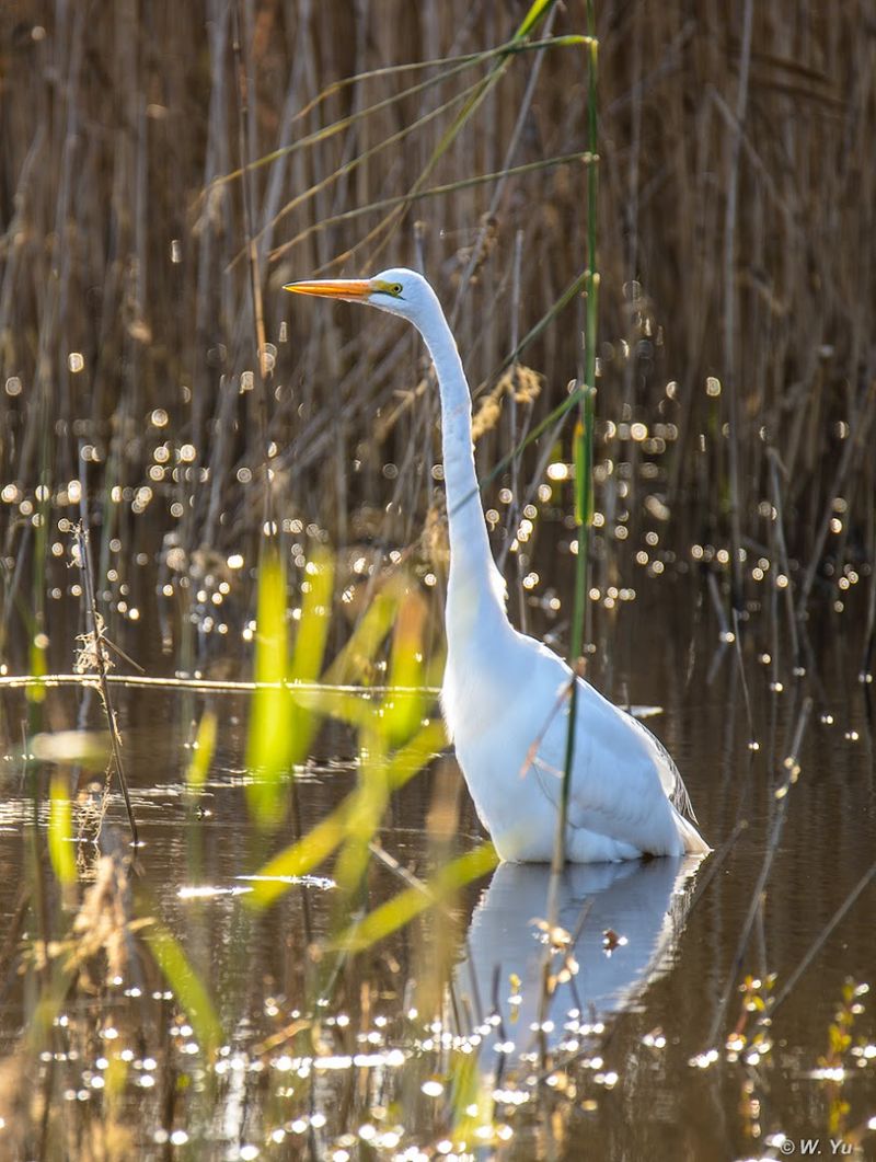 Lake Mattamuskeet National Wildlife Refuge - Swan Quarter, Hyde County