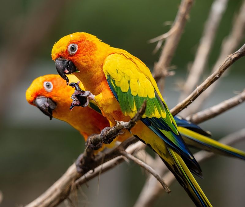 Sylvan Heights Bird Park - Scotland Neck, Halifax County