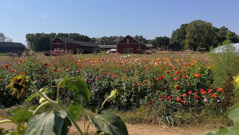 Brown&rsquo;s Harvest Flower Fields