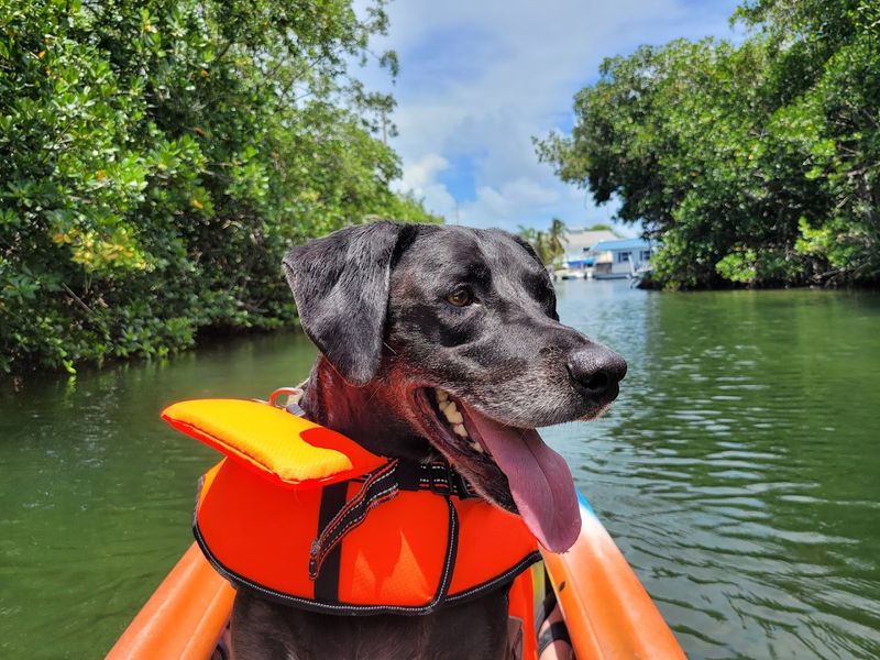 Lazy Dog Adventures (Key West)