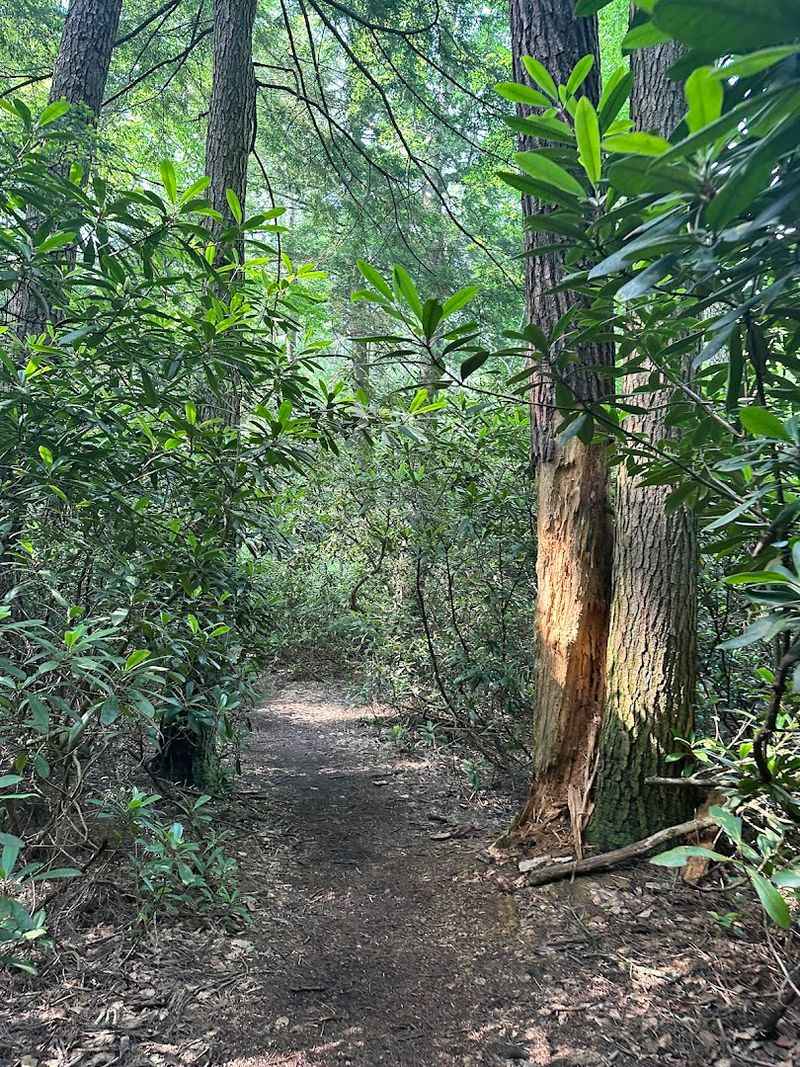 The Enchanting Rhododendron Tunnels