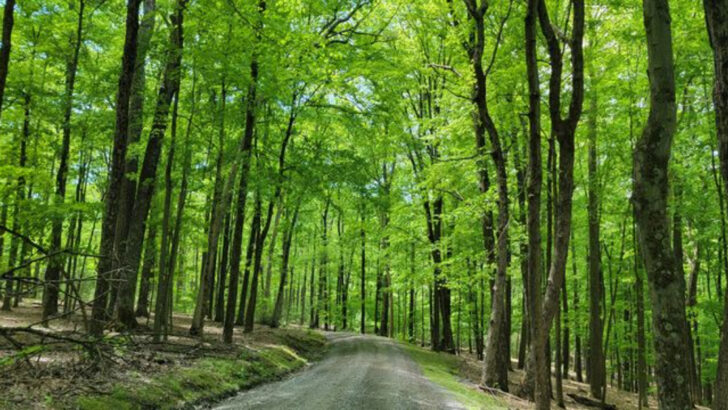 An Easy 1-Mile Hike in Pennsylvania That Feels Far More Memorable Than Expected