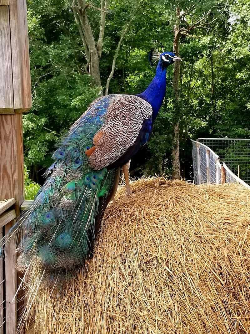 Zootastic Park - Troutman, Iredell County