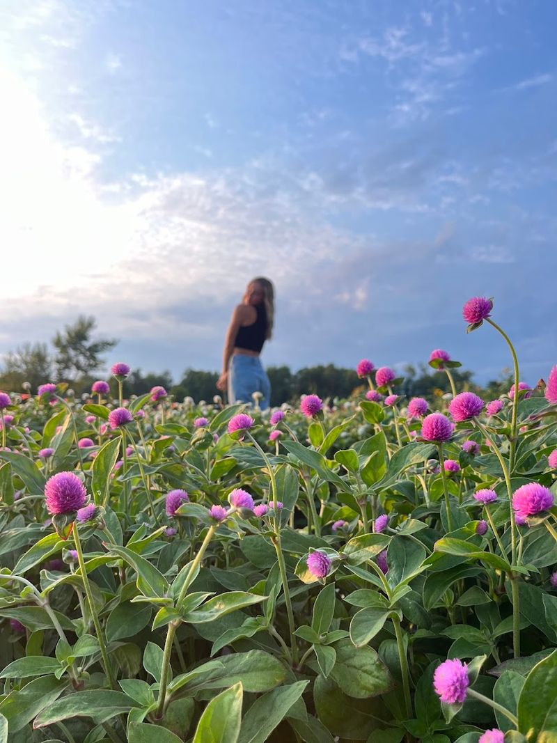 Bremer Produce U-Pick Flower Farm