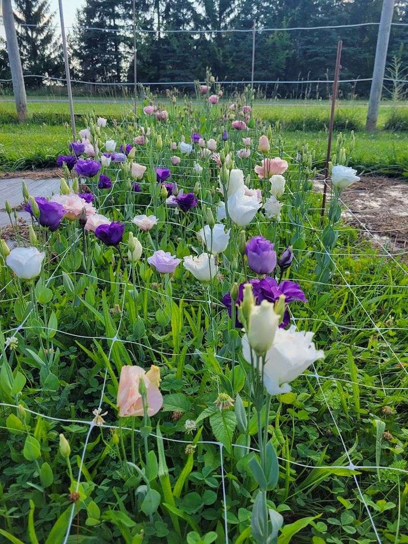 Treadway Acres