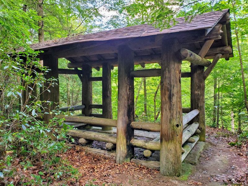 Rustic Cabins and Camping Under the Trees