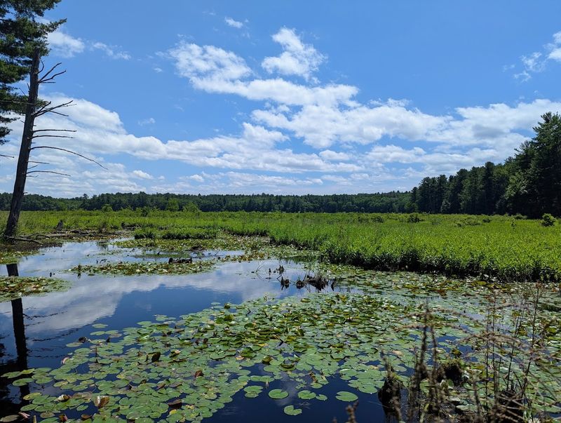 Lowell-Dracut-Tyngsboro State Forest Trails