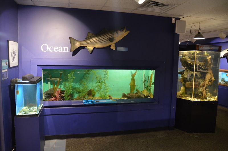 Cape Cod Museum of Natural History Aquarium