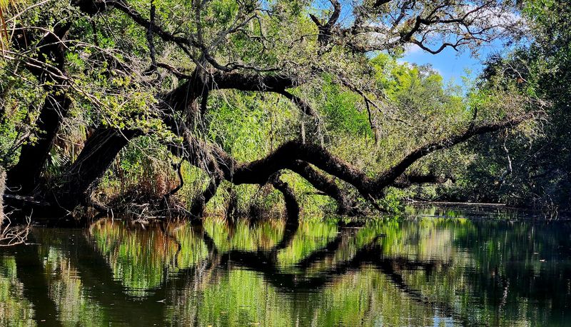 Paddling The Estero River