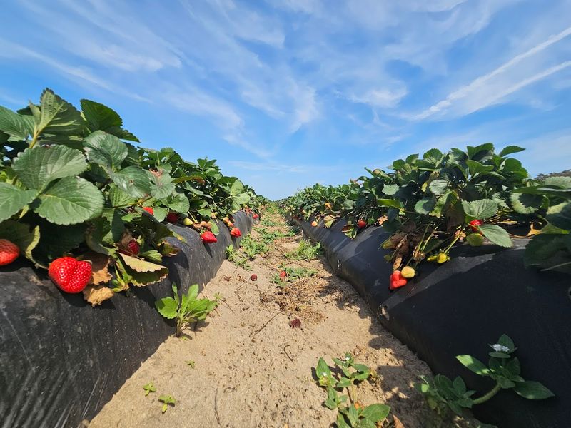 Southern Hill Farms, Clermont, Lake County