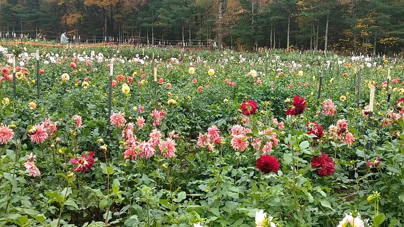 Fivefork Farms