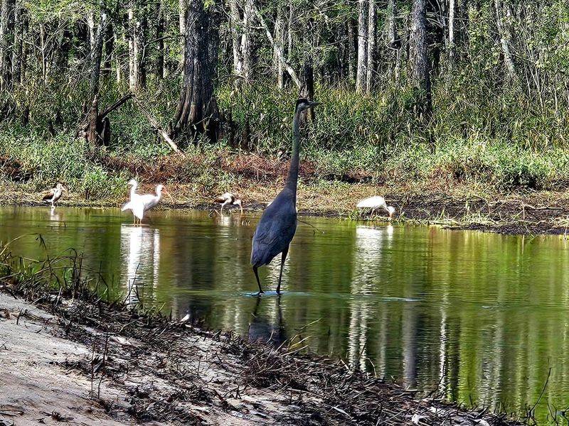 Wildlife To Spot