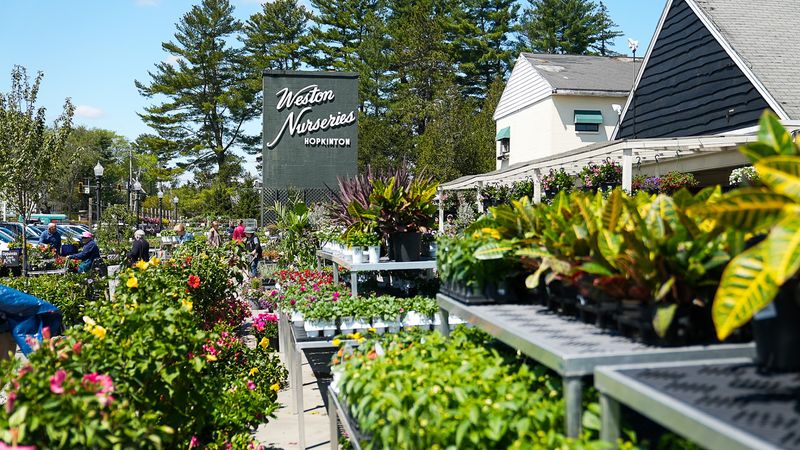 Weston Nurseries