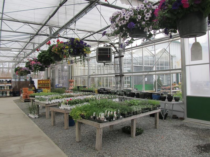 Weston Nurseries of Chelmsford