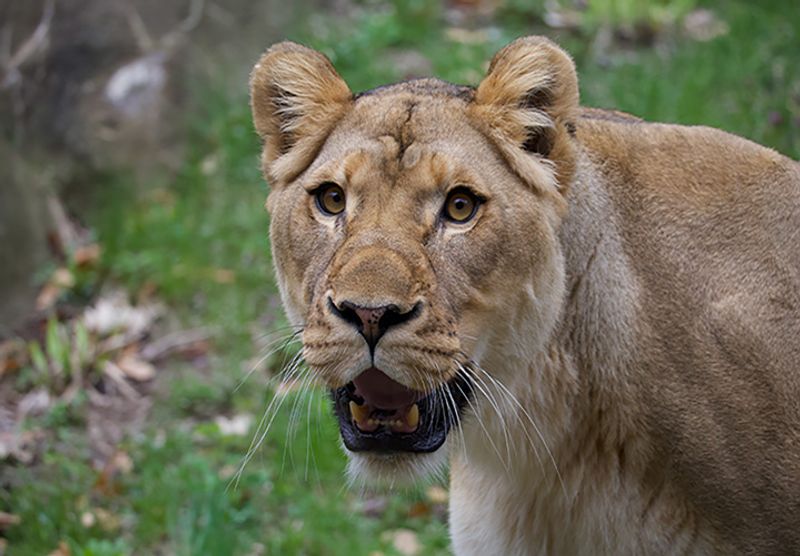 John Ball Zoo (Grand Rapids)