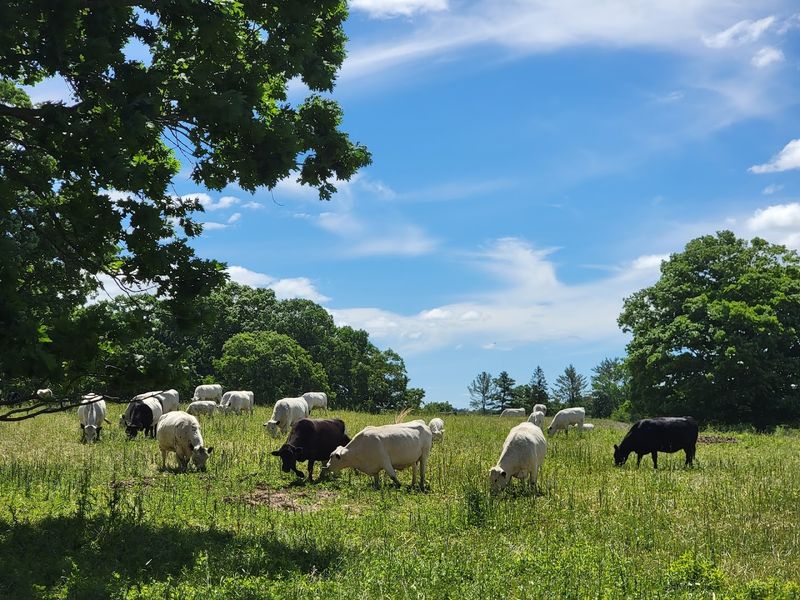 Appleton Farms (Ipswich)