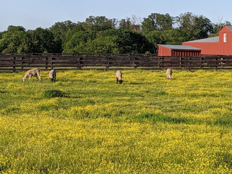 Frying Pan Farm Park (Herndon)