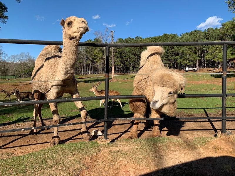 Wild Animal Safari (Pine Mountain)