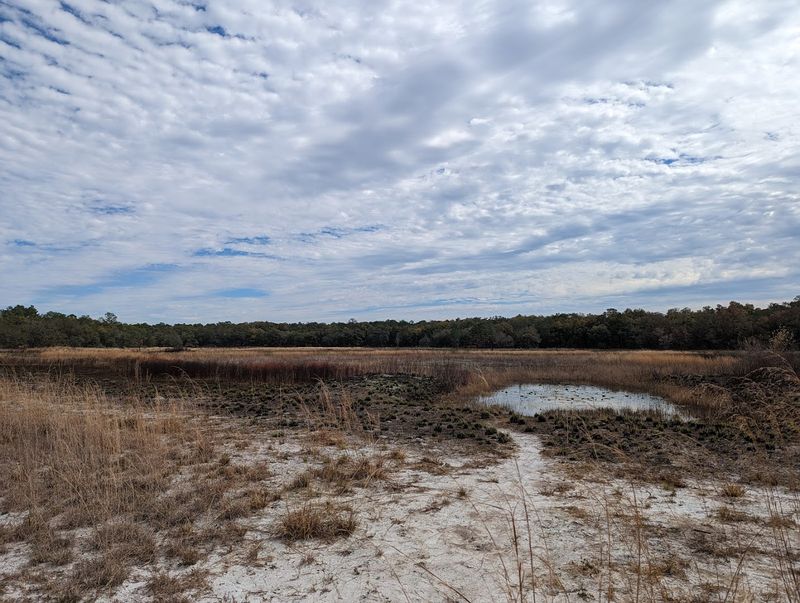 Ross Prairie State Forest 