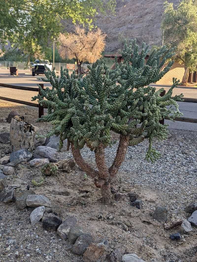 Educational Cactus Garden and Nature Displays