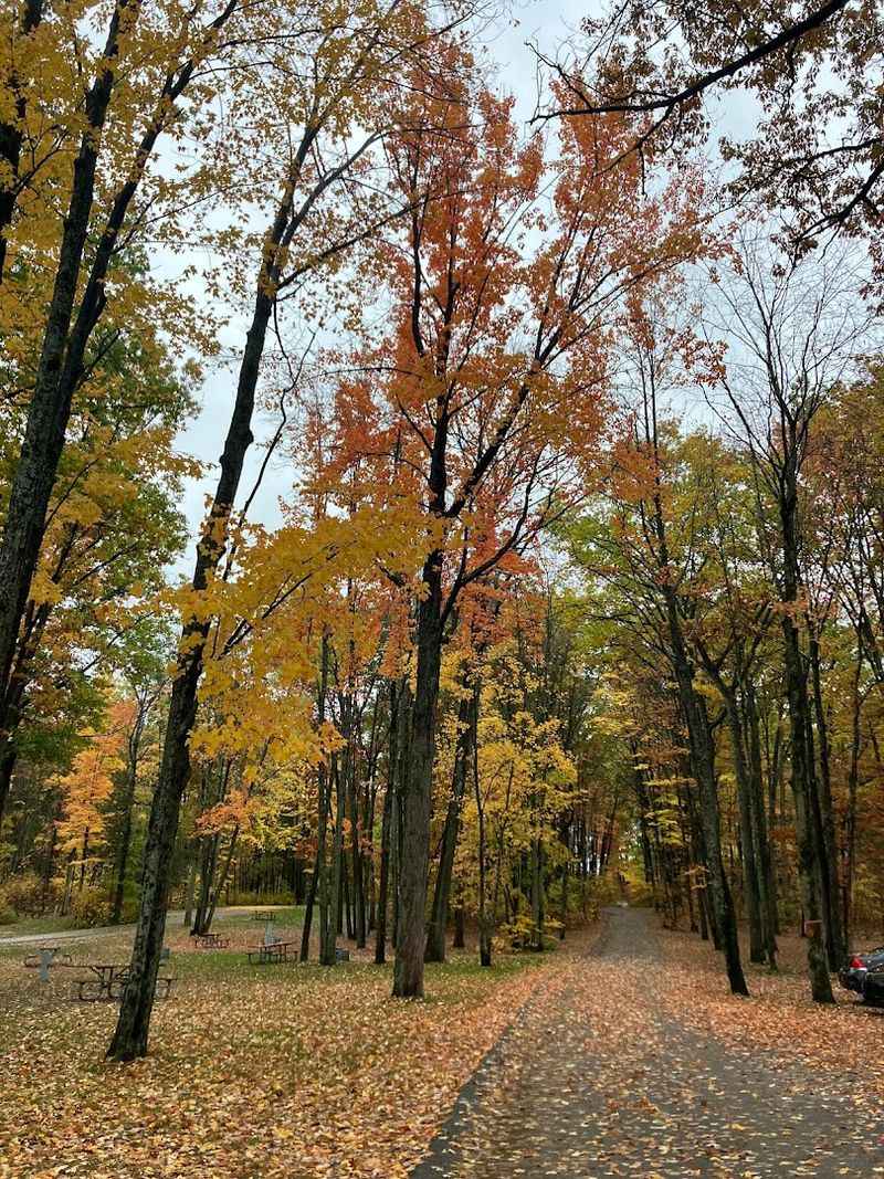 Scenic Trails Through Forest and Wetlands