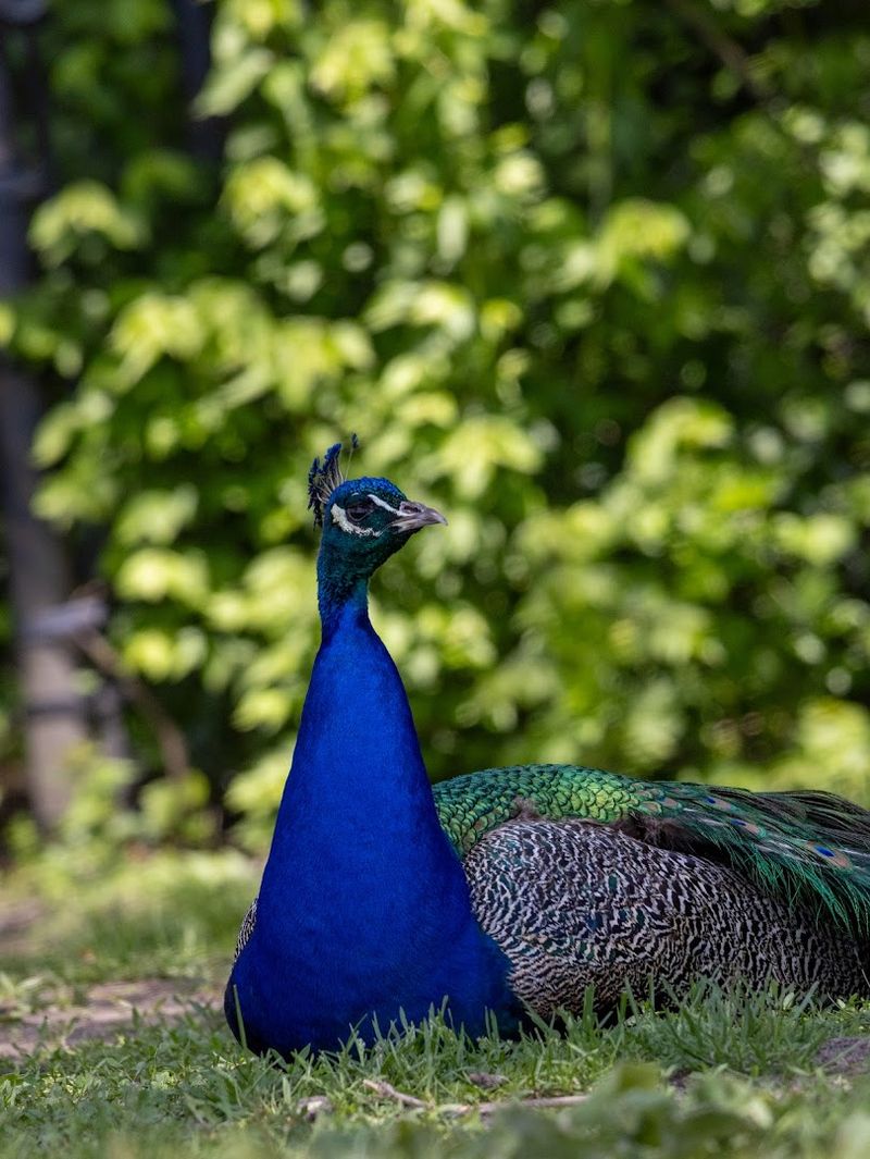 Detroit Zoo - Royal Oak, Oakland County