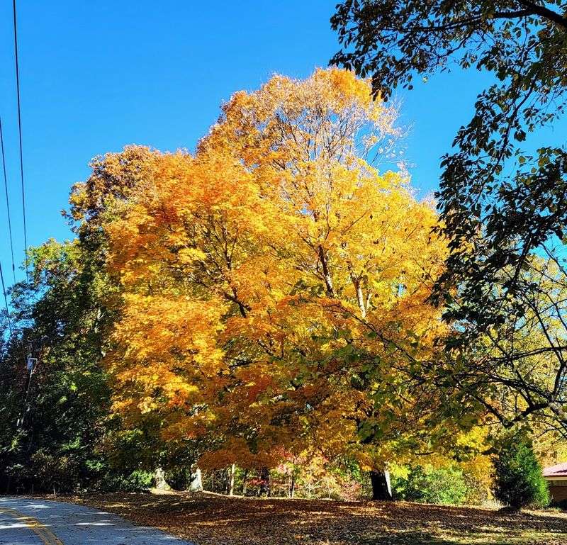 Pine Mountain Springs &ndash; Pine Mountain