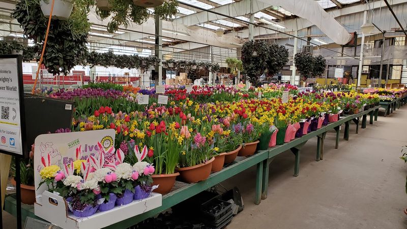 Leighty's Flower World Greenhouse