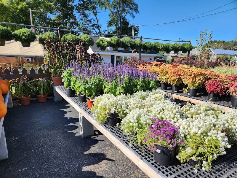 McCue Garden Center