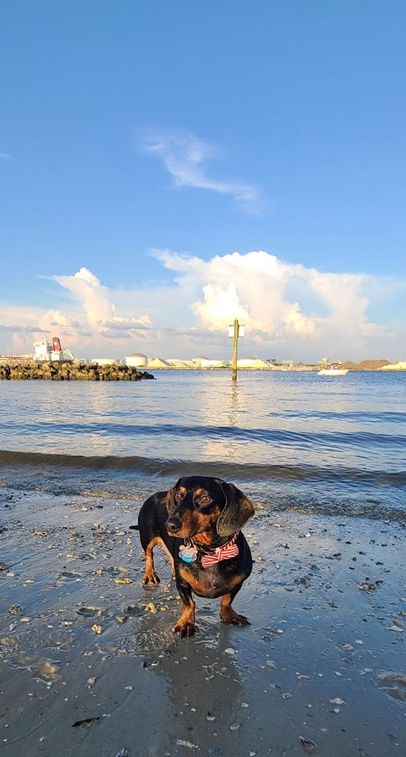 Davis Islands Dog Beach (Tampa)