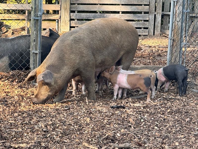 Rodrigues Farm (Berkley)