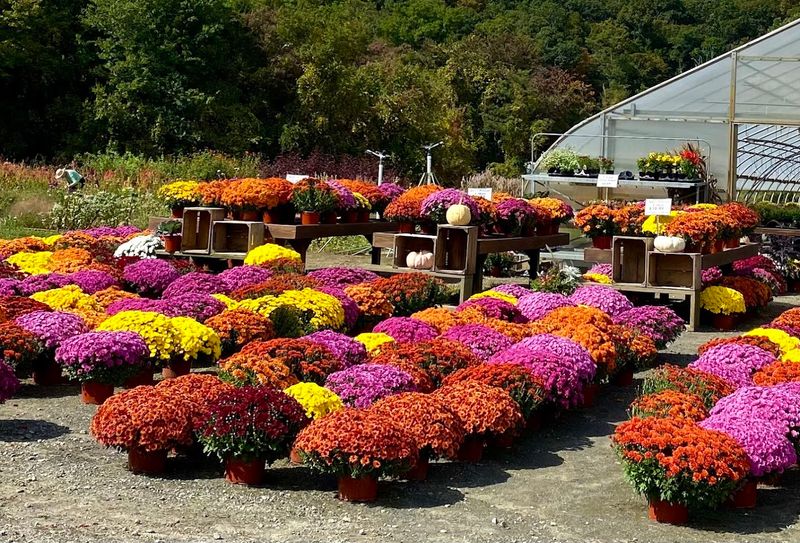Scotts&rsquo; Farm & Greenhouses
