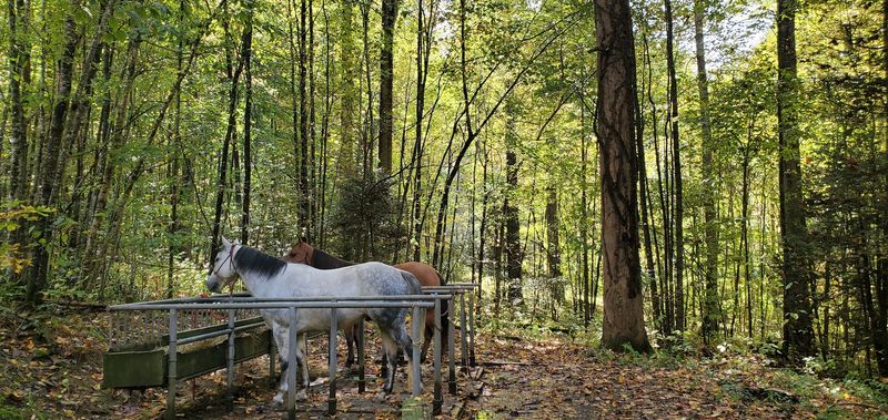 Harmon Den Horse Trails (Great Smoky Mountains backcountry access) 