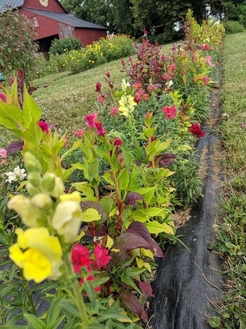 Fields of Flowers