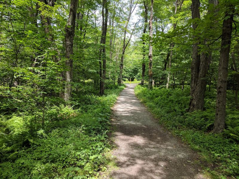 Tobyhanna State Park Trails 