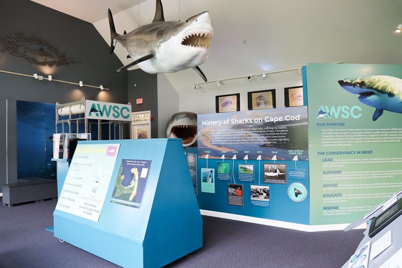 Atlantic White Shark Conservancy Shark Center