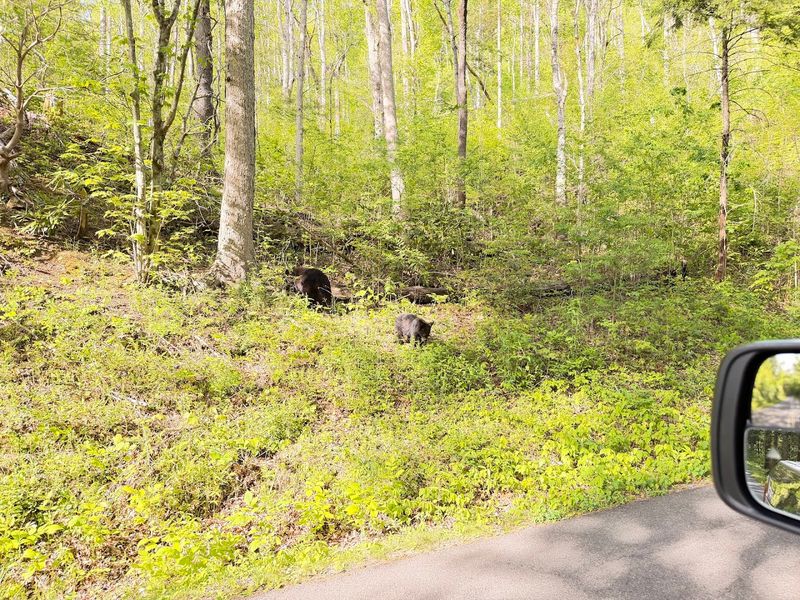 Roaring Fork Motor Nature Trail
