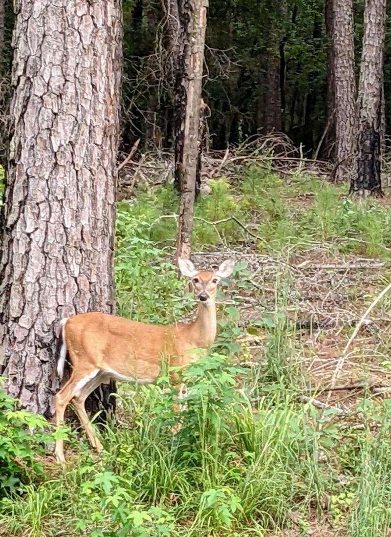 Wildlife Encounters Around Every Corner