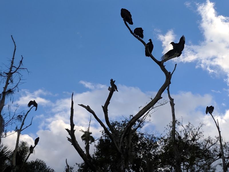 Birdwatching Paradise In The Sky