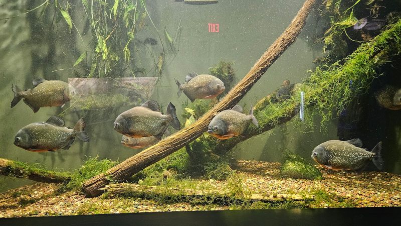 Berkshire Museum Aquarium